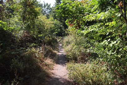 Natural surface Forest Edge Trail can be narrow due to encroaching foliage